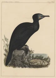 Oiseaux, Planche X, 1855